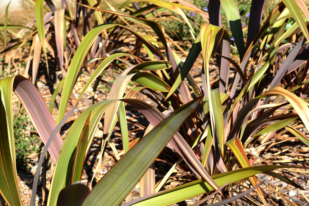 Phormium tenax `Rainbow Maiden` All New Zealand flax form a bold upright mass of lance-like leaves and are hardy to around 15˚F. They will grow in sun or part shade and require only occasional water.  Cultivars vary in size and leaf color. 'Rainbow Maiden', also known as 'Maori Maiden', is a dwarf variety to three feet tall and wide. Leaves are usually pink to red with dark green margins but the occasional solid green leaf may appear. Height:  6`    Width:   7`Water Use: lowPruning:  Remove dead lower leaves, prune dead flower stalks.Placement:  Sun to part shade.Bloom season: Summer.