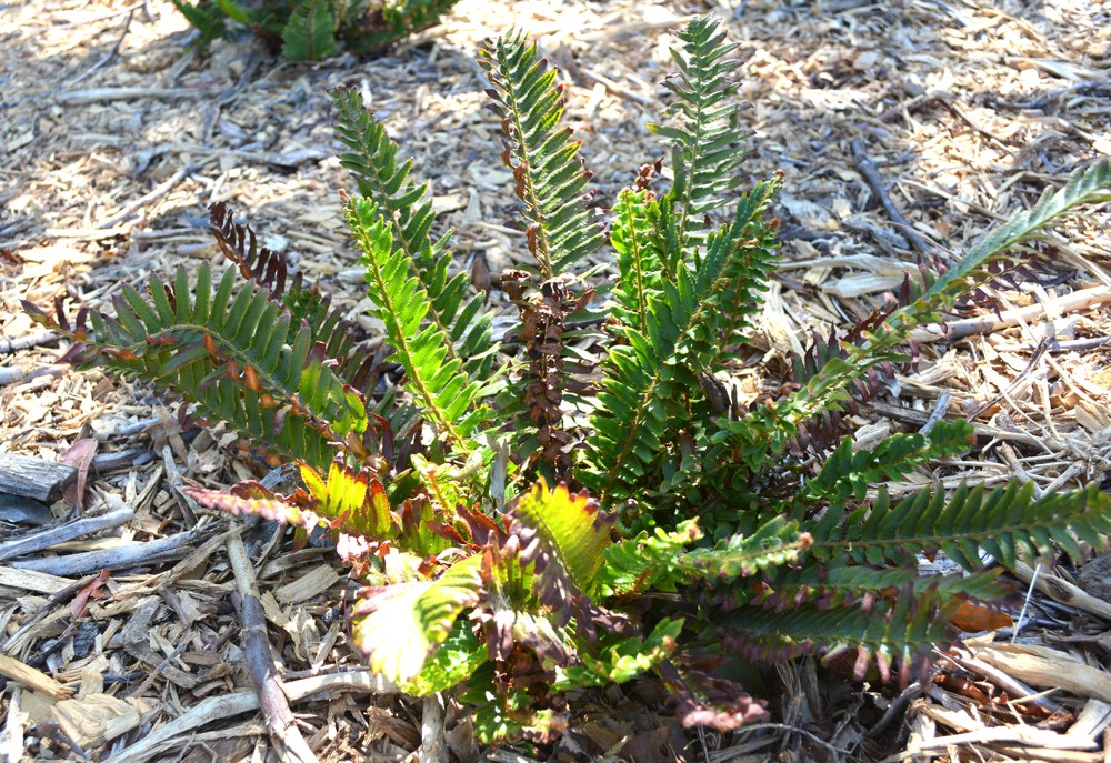 Polystichum munitum   Western sword fern is native to coastal California, but when planted inland it requires regular water to look good. Still, it takes less water than most other ferns and adds a lush, woodsy look to heavily shaded areas.Height:  4`   Width:  3-5`Water Use: lowPruning:  Remove dead lower leaves, prune dead flower stalks.Placement:  Sun to part shade.Bloom season: Summer.