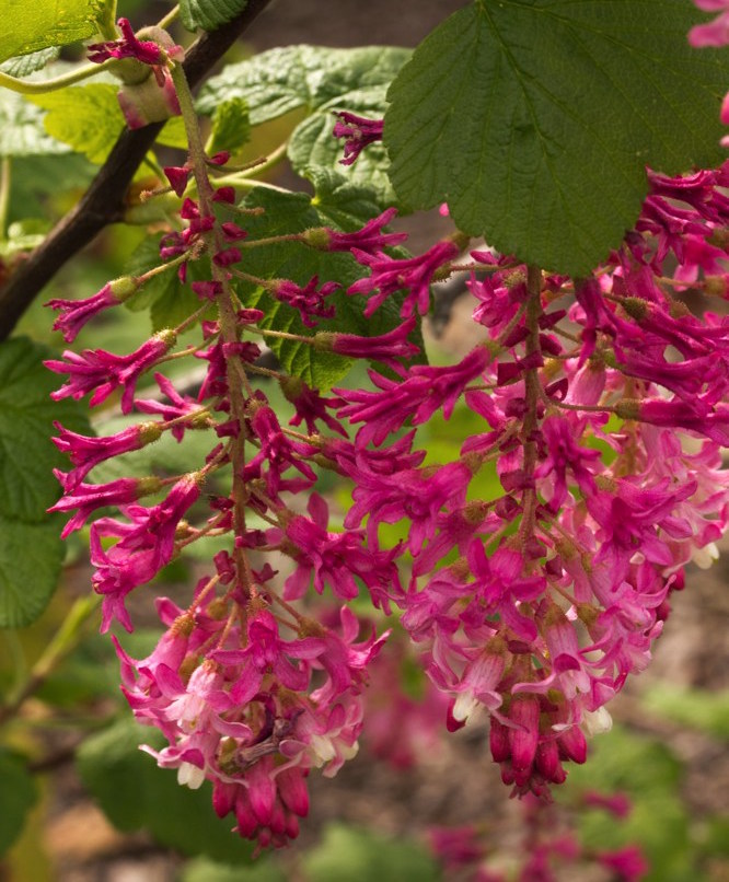 Ribes sanguineum `Claremont`  Claremont flowering currant is one for the winter garden: in December to February, it produces hanging clusters of dainty pink flowers even in sub-freezing temperatures. Plants may go summer deciduous without regular water. Hardy to below 0˚F.Height:  2-4`   Width:  2-4`Water Use: medPruning:  Prune dead lower leaves.Placement:  Part to full shade.Bloom season: Grown for foliage.