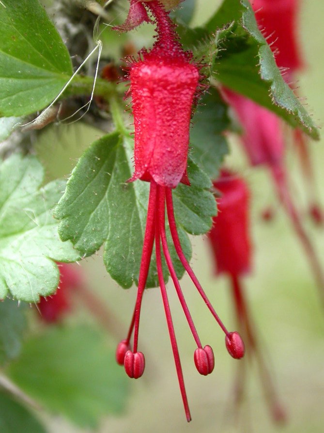 Ribes speciosum   This low, open shrub is native to the north sides of dry hillsides along California's Coast Ranges. It is bedecked with carmine red flowers resembling fucshias in January-February. Hardy to around 10˚F.Height:  3`   Width:  4-5`Water Use: lowPruning:  Prune dead or unruly branches.Placement:  Sun to part shade.Bloom season: Grown for foliage.