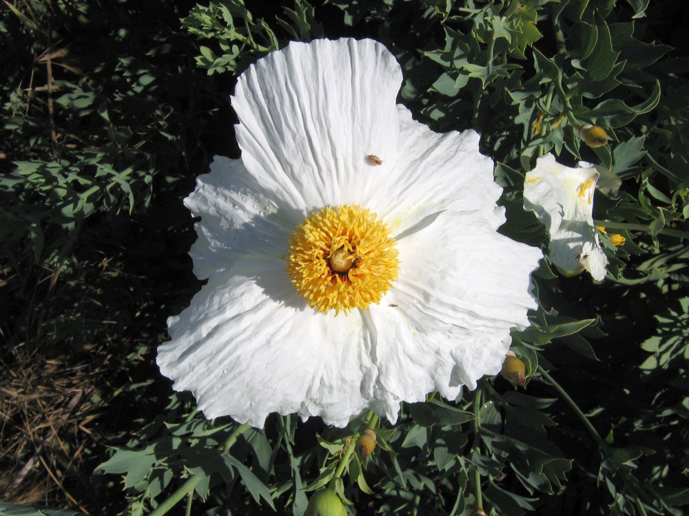 Romneya coulteri   While it is somewhat coarse and aggressive, matilija poppy can bring beauty to the harshest areas of the landscape. It thrives in hot sun and requires little water or care except an annual shearing to the ground. Huge 5" white flowers are borne on rangy stalks of grey-green leaves to seven feet.Height:  5-12`   Width:  5-12`Water Use: lowPruning:  Prune when leggy to promote dense growth.Placement:  Part to full shade.Bloom season: Winter.