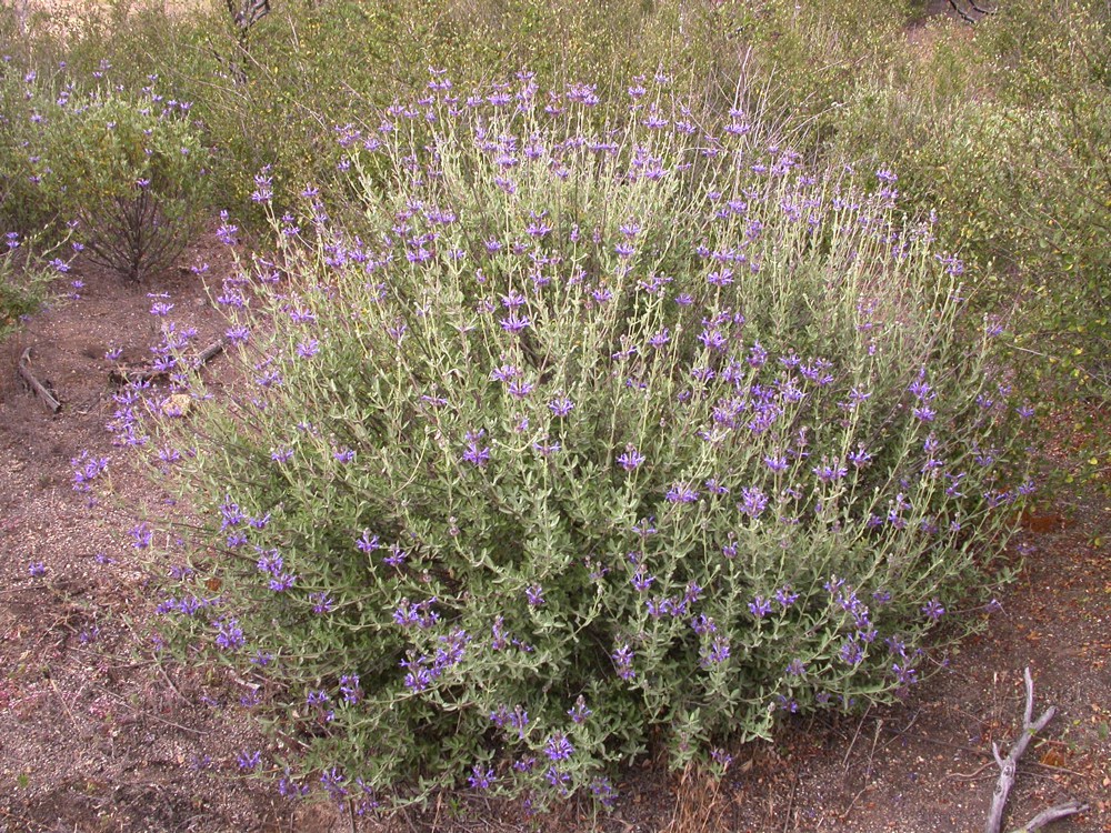 Salvia clevelandii   Cleveland sage is a standout for the xeriscape. Very tough and drought tolerant, it bears tall stems of purple flowers in spring and sometimes again in fall. Prune it back to prevent legginess; do not overwater.Height:  6`   Width:  6`Water Use: lowPruning:  Cut back in winter.Placement:  Sun to part shade.Bloom season: Spring to midsummer.