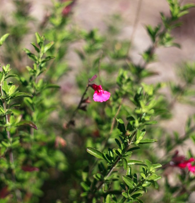 Salvia greggii `Furmans Red` This popular sun-loving Salvia forms a rounded evergreen shrub to 4'X4'. From summer to mid fall it is covered in bright red flowers that attract hummingbirds. Foliage is aromatic. White, pink, magenta, and red-and-pink flowered cultivars exist.Height:  2`    Width:   3-4`Water Use: lowPruning:  Cut back when leggy to rejuvenate.Placement:  Full sun.Bloom season: Spring to late fall.