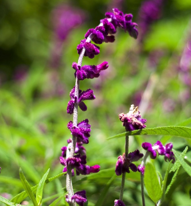 Salvia leucantha   Attractive, lush grey foliage fills in very quickly and is topped with spires of purple and white flowers from midsummer until the first hard frost - in many areas, this means it blooms all winter. Likes heat, needs semi-regular water. Height:  4`   Width:  4`Water Use: lowPruning:  Cut back when leggy to rejuvenate.Placement:  Full sun.Bloom season: Spring, sometimes again in fall.