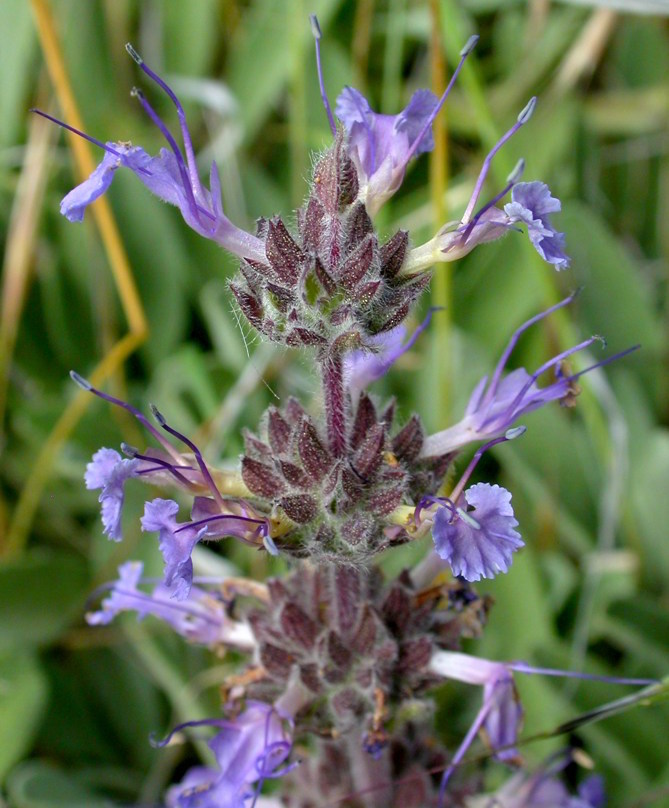 Salvia sonomensis `Mrs. Beard` 'Bees Blss' SUBSTITUTEA spreading low sage, 'Mrs Beard' bears numerous spires of purple flowers that attract bees, butterflies, and hummingbirds. Prefers full sun, good circulation, dry soil. Hardy to around 15˚F.Height:  2`    Width:   3-4`Water Use: lowPruning:  Cut back to 8-12" in winter for rich spring growth.Placement:  Full sun.Bloom season: Nearly year-round.