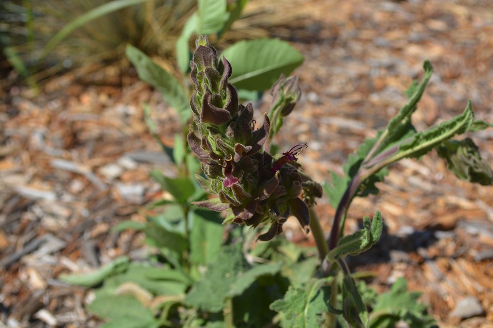 Salvia spathacea   This California native stands out for a few months each year with spires of fucshia pink flowers. The rest of the year, its low green-grey foliage fades into the background. Leaves smell like pineapple when crushed. Very drought tolerant; hardy to 0˚F. Height:  1`   Width:  1.5-2`Water Use: medPruning:  Shear to 6" in late fall.Placement:  Full sun.Bloom season: Spring to fall.