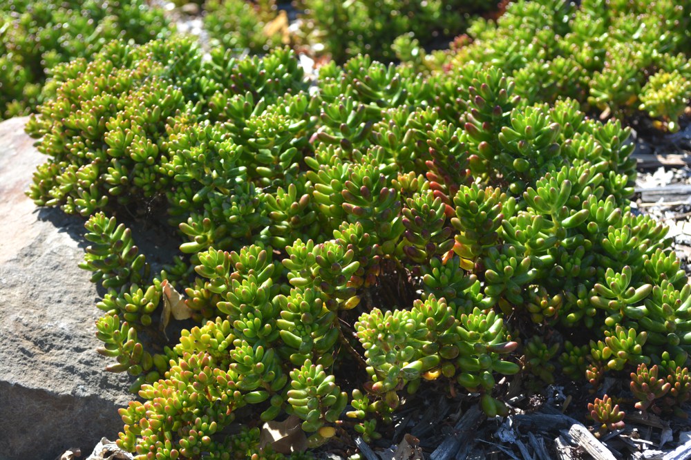 Sedum rubrotinctum   This bizarre little succulent has leaves shaped like tiny green bananas, each with a red tip. Great in the rock garden or in patio containers; hardy to 20˚F.Height:  1-2`   Width:  3-4`Water Use: lowPruning:  Prune dead flower stalks.Placement:  Sun to part shade.Bloom season: Fall, winter, spring.