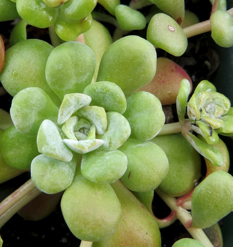 Sedum spathulifolium `Cape Blanco` On its native Oregon coast, Cape Blanco sedum makes a low grey groundcover with yellow flowers in summer. It should be planted away from foot traffic in the garden as it is brittle. Hardy to -40˚F.Height:  8"   Width:  1.5'Water Use: lowPruning:  NonePlacement:  Sun on coast to part shade inland.Bloom season: Summer.