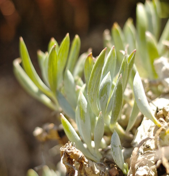 Senecio mandraliscae `Blue Chalk Sticks`Senecio is a great plant for seaside gardens with its succulent blue-grey foliage and golden daisy flowers. It requires steep drainage, doesn’t mind salt wind and can survive long periods without water. Frost sensitive. Also called Kleinia mandralisace.Height:  6-8"   Width:  10"Water Use: lowPruning:  NonePlacement:  Sun on coast to part shade inland.Bloom season: Grown for foliage.