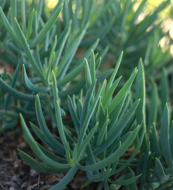 Senecio talinoides `Jolly Gray` Hybrid kleinia's parents are native to South Africa, where they grow on sand dunes. The hybrid is well-suited as a groundcover in dry parts of the garden, though it may require an occasional trim to keep the foliage dense. Hardy to the mid-20's F. Height:  Water Use: lowPruning:  NonePlacement:  Sun on coast to part shade inland.Bloom season: Summer.