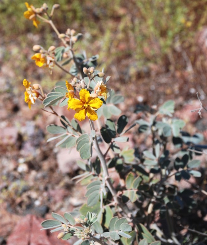 Senna covesii   This Arizona native can really take heat and drought. From mid spring to summer, the 2'X2' shrub bears large (though few) yellow flowers. Hardy to 20˚F.  Height:  1-1.5`   Width:  2`Water Use: lowPruning:  NonePlacement:  Full sun.Bloom season: Grown for foliage.