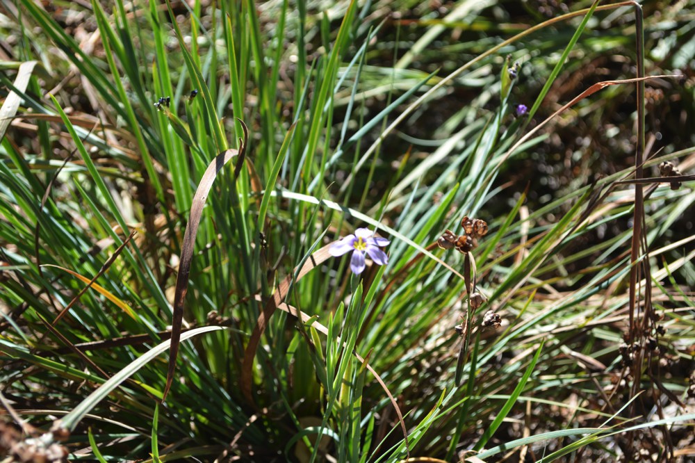 Sisyrinchium bellum   A native of open hillsides up and down California, blue-eyed grass makes a perfect addition to the meadow or cottage garden. Low clusters of grass-like foliage give rise to small blue flowers in winter and spring. Plants are summer-deciduous in drought; hardy to the teens F.  Height:  1`   Width:  3`Water Use: lowPruning:  NonePlacement:  Full sun.Bloom season: Grown for foliage.