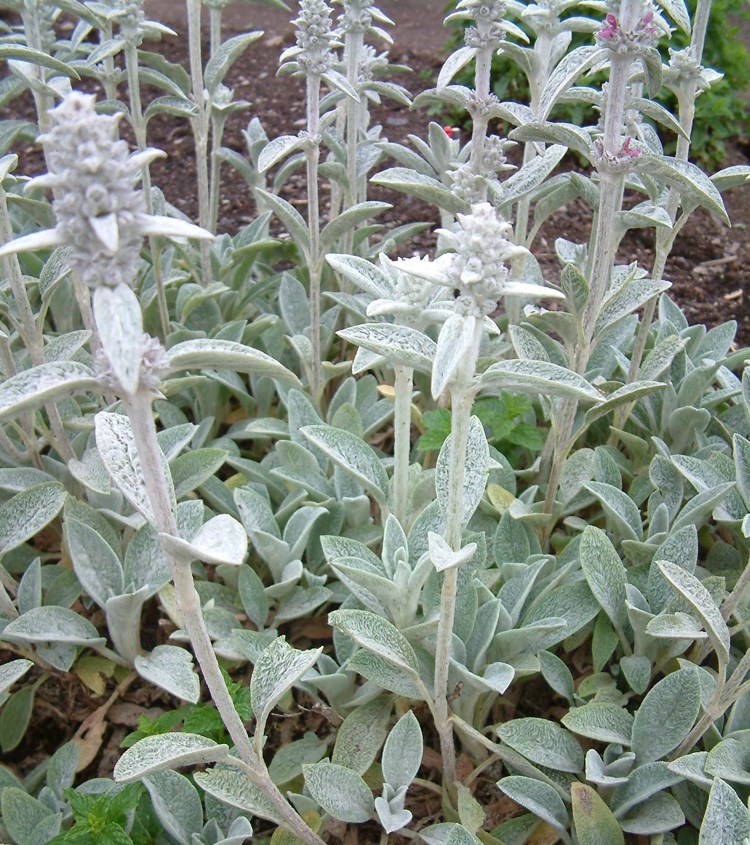 Stachys byzantina   Lamb's ear is one of those perennially popular, bulletproof plants from grandma's garden. Furry evergreen leaves delight kids; some varieties bear spikes of purple flowers in summer that attract bees and butterflies. Best in full sun.  Height:  1.5`   Width:  1.5`Water Use: lowPruning:  Remove dead flowers, prune to maintain denser growth.Placement:  Full sun.Bloom season: Mid spring to summer.