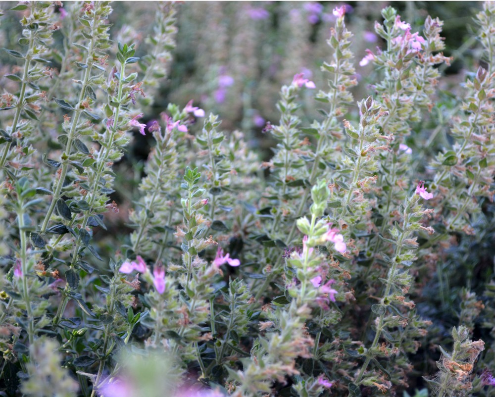 Teucrium x lucidrys  Hedge germander, as the name implies, makes a great border for walkways or garden beds. It never gets above a foot in height and has neat evergreen foliage that needs only a yearly trim. Bears pink to purple flowers all summer. Height:  4-6`   Width:  3-7`Water Use: lowPruning:  Lightly shear to keep full.Placement:  Part to full shade.Bloom season: Winter.