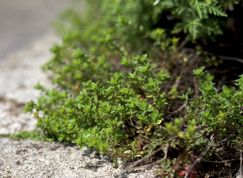 Thymus serpyllum   Creeping thyme is versatile and virtuous. It can be used in the rock garden, as a small-scale lawn substitute, or a groundcover to keep down weeds. It is fragrant, thrives in hot full sun and creates a carpet of purple flowers in summer. Drought tolerant; hardy to below 0˚F.Height:  6-12"   Width:  3`Water Use: lowPruning:  Prune dead flower stalks, cut back hard when leggy to rejuvenate.Placement:  Full sun.Bloom season: Summer.