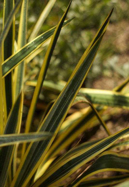 Yucca filamentosa `Color Guard` Adam's needle is an exotic-looking plant for the hottest, driest and coldest gardens. Pale yellow or red strap leaves edged with dark green make a bold statement and tolerate temperatures to at least -10˚F. Cream flowers appear in summer. Height:  6'   Width:  8-12'Water Use: lowPruning:  Prune dead or unruly branches.Placement:  Full sun.Bloom season: Fall, winter.